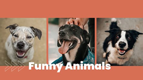 Funny Dogs & Cat - Cute Animals