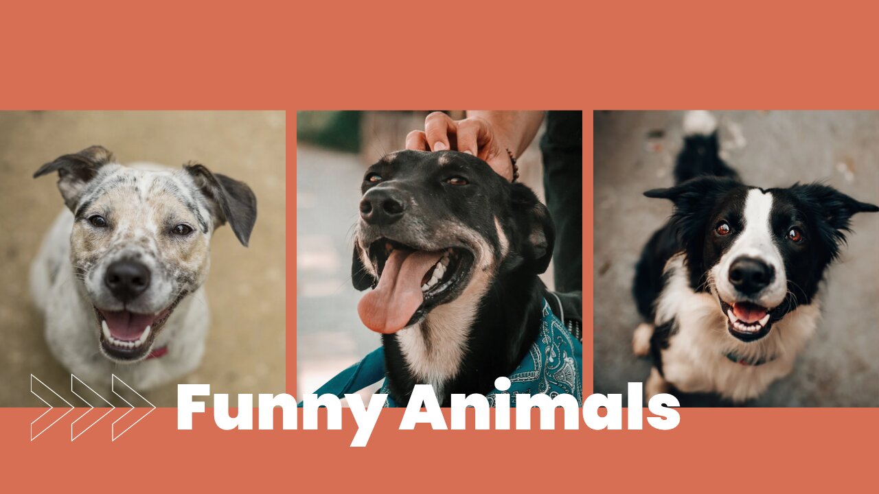 Funny Dogs & Cat - Cute Animals