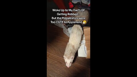 I couldn't stop these little criminals 😫🫣🤣🤣🤣💜 #animals #fun