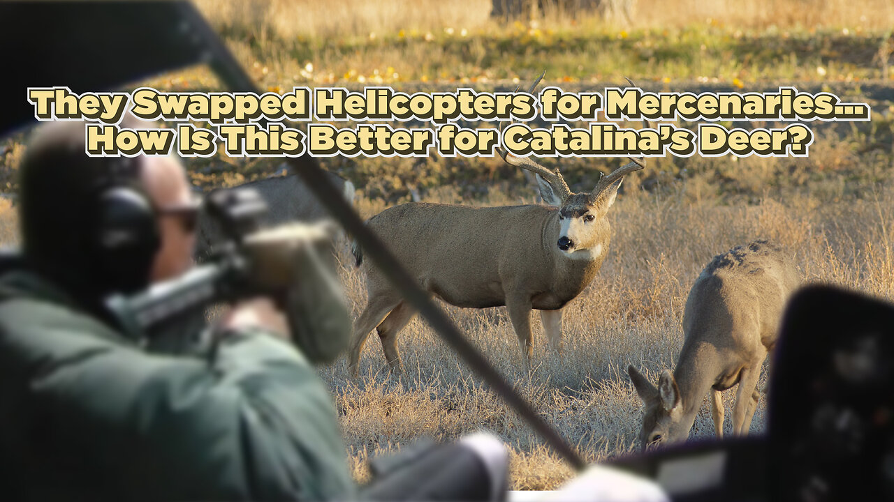 “They Swapped Helicopters for Mercenaries… How Is This Better for Catalina’s Deer?