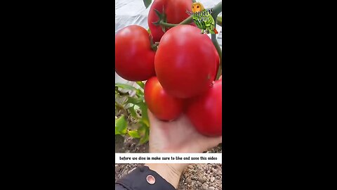 Tips for gardening