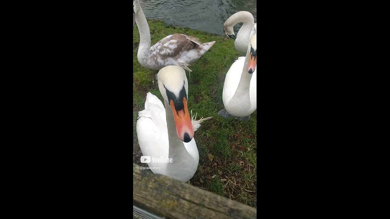 Swans at Bell Mills Driffield