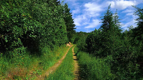 Summer Forest Walk - ASMR Relaxing