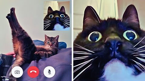 🐱💥 Most DRAMATIC Cats Freak Out Over NOTHING! Best Funny Cat Videos | Rumble Exclusive