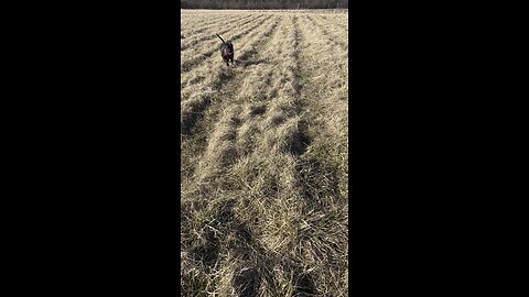 Fetch in the hayfield