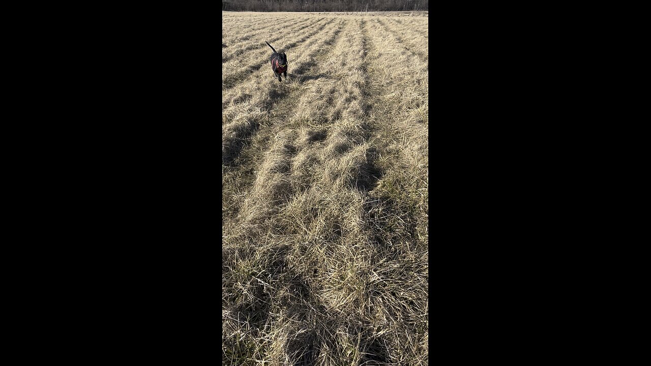 Fetch in the hayfield