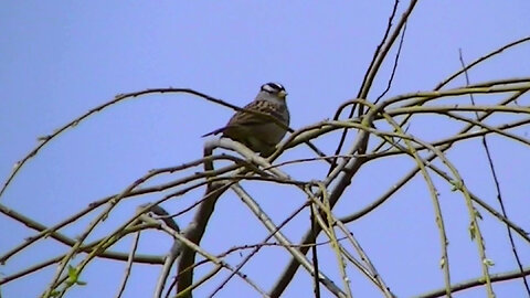 IECV NV #787 - White Crowned Sparrow In The Weeping Willow Tree 4-2-2019