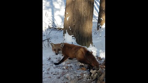 How to Trap A Red Fox In The winter an Snow