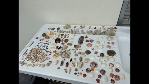 Beach Finds 10/10/2025 | 4K