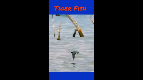 Tiger fish