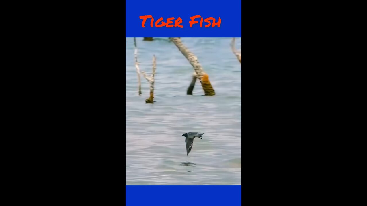 Tiger fish