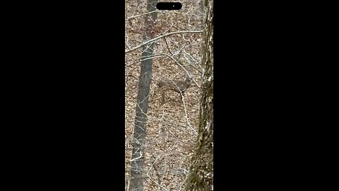 Whitetail Buck Chases a Doe