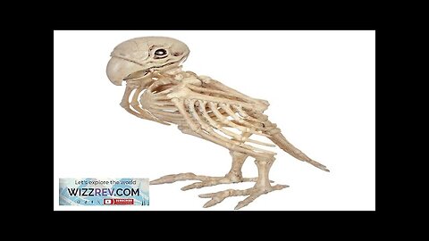 Skeleton Parrot Prop Review