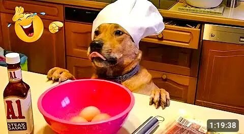 funny dogs 🤣😂 funny videos 🤣😂 funny cat😂🤣 funny videos funny animals 😂🤣