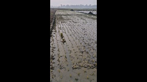 rice farming
