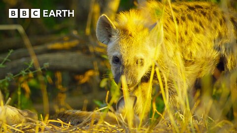 Film Crew Track Down Hyena Clan | 4K UHD | Kingdom | BBC Earth