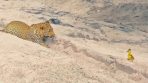 Innocent Baby Bird Walks up to Leopard - Crazy Ending