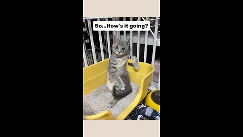 Cats Are Just Silly Little Guys