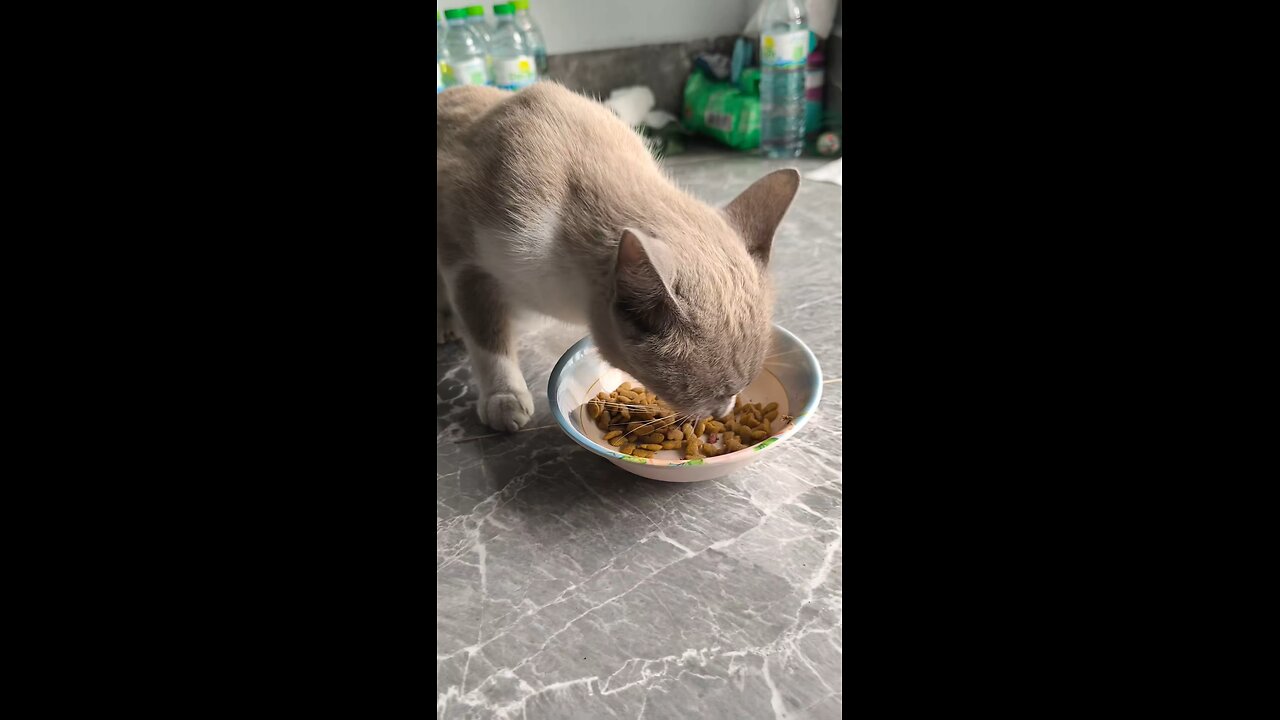 แมวน้อยมากินอาหารแล้ว