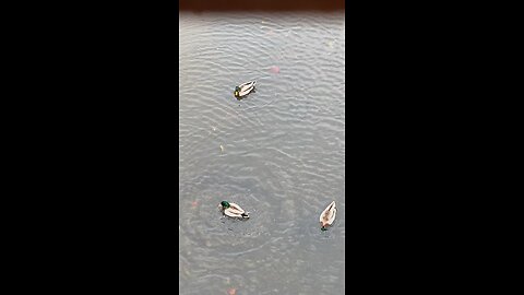 Mallard Ducks 🦆 #mallardducks #followme #swimming #viral #trending #shorts #ducks #duck
