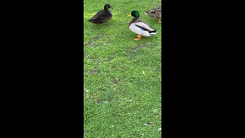 Mallard Ducks 🦆 #mallardducks #ducks #duck #subscribe #shorts #viral #trending