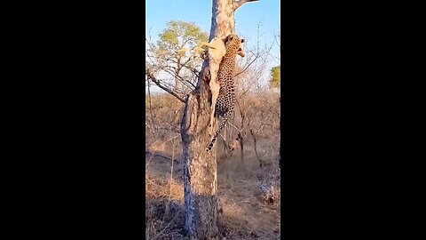 Catch & Run | Wildlife| cheetah