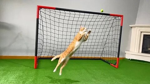 Goalkeeper Cat Denied a Spot in the World Cup! The Purrfect Talent Overlooked"