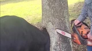 Old man help the cow