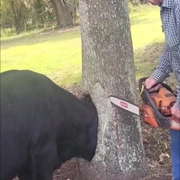 Old man help the cow