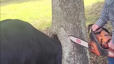 Old man help the cow