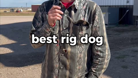 The welders weigh in 🐶 their picks for the perfect rig dogs.