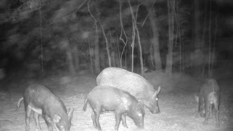 TX Night Hog's & Deer Weekly 10/05/25
