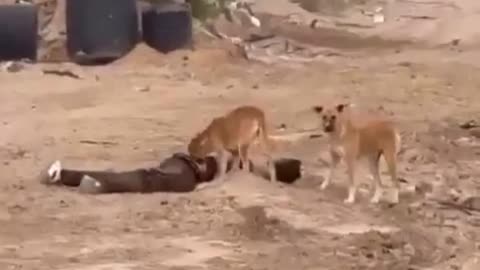 Israeli soldiers film dogs eating civilians