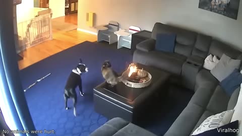 Best Cat Videos of the Decade