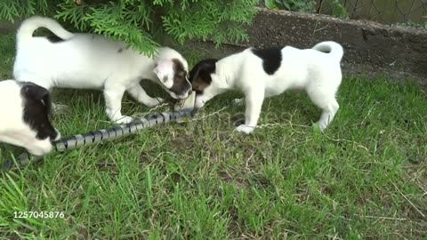 DOGS AND COBRA PLAYING