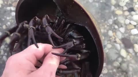 Are horseshoe crabs dangerous? #HorseshoeCrab #WildLife