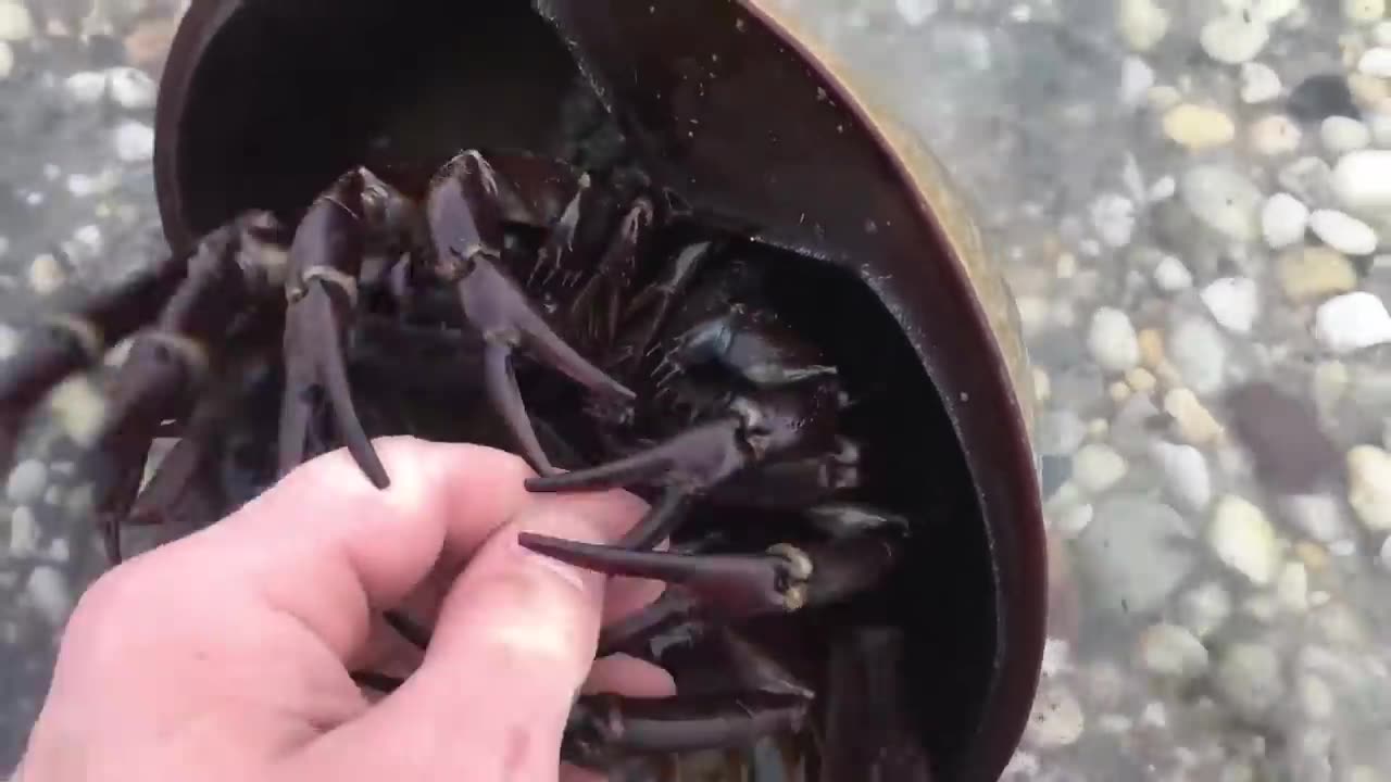 Are horseshoe crabs dangerous? #HorseshoeCrab #WildLife