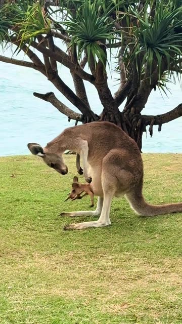 Australian kangaroos