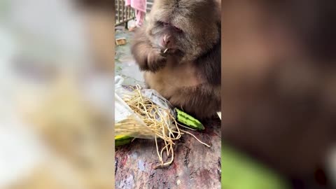 Funniest Animal Videos - December 2025