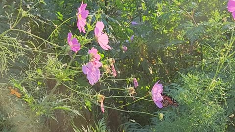 "Perseverance Pays."