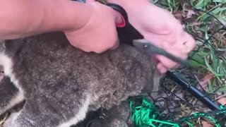 Heart-warming moment captured as a koala is cut free from a fence!