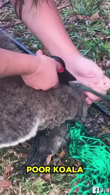 Heart-warming moment captured as a koala is cut free from a fence!