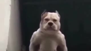😂🐶 Prove Your Dog's Not Mean? Not So Fast! | FunFM