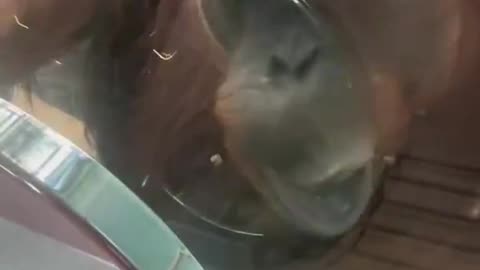 Amber the Orangutan Makes Hilarious Faces in the Mirror!