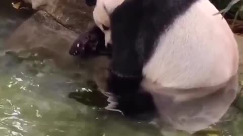 It’s Friday! 🐼🎉