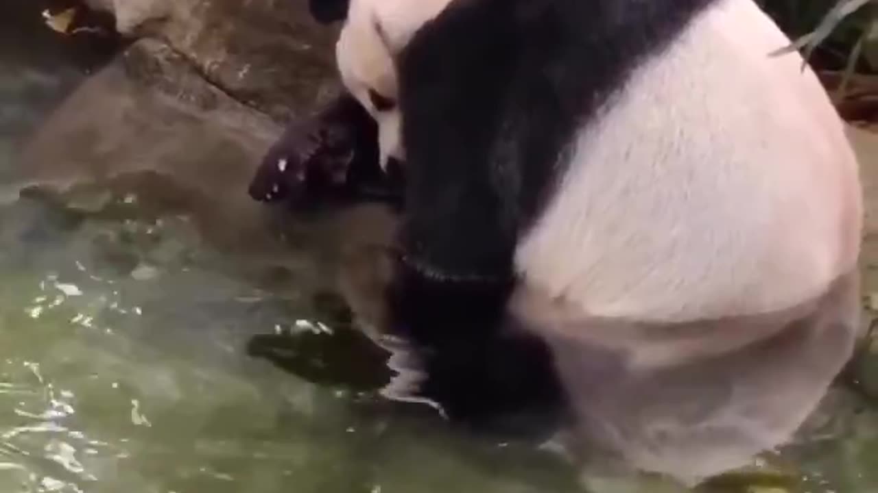 It’s Friday! 🐼🎉