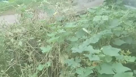 My cat is funny run