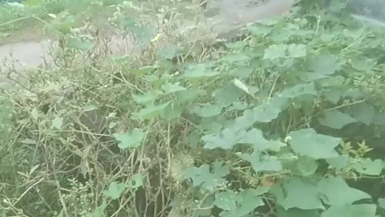 My cat is funny run