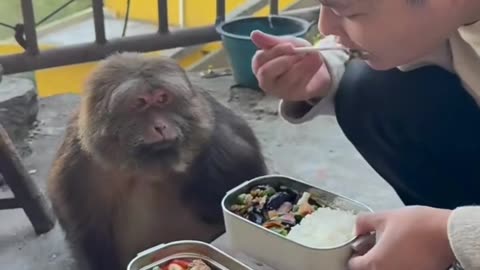 Funny Animal-Monkey is waiting for breakfast #funnyanimal #funnyshorts #funnyvideo