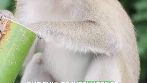 🐒 The Secret Life of Monkeys — Smarter Than You Think!